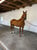 Annuncio cavallo
