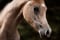 Horse ad