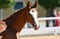 Horse ad