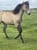 Horse ad