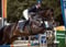 Annuncio cavallo