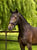 Annuncio cavallo