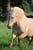 Annuncio cavallo