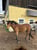 Horse ad