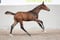 Annuncio cavallo