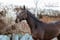 Horse ad