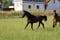 Horse ad