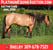 Horse ad