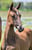 Horse ad