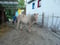 Horse ad