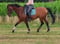 Horse ad