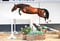 Annuncio cavallo