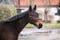 Annuncio cavallo