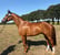 Paardadvertentie