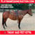 Horse ad