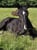 Annuncio cavallo