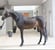 Horse ad