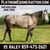 Horse ad