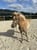 Horse ad