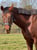 Anuncio de caballos