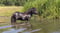 Annonce cheval