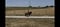 Pferdeinserat