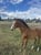 Horse ad