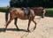 Annonce cheval