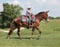 Horse ad