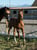 Annuncio cavallo