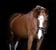 Annonce cheval