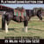 Horse ad