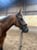 Horse ad