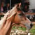 Horse ad