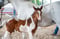 Annuncio cavallo