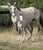 Horse ad
