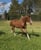 Annonce cheval