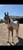 Annuncio cavallo