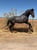 Horse ad
