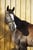 Horse ad