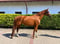 Horse ad