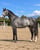 Annuncio cavallo