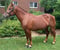 Annuncio cavallo