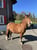 Paardadvertentie