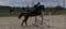 Annuncio cavallo