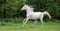 Horse ad
