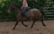 Annuncio cavallo