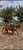 Annuncio cavallo