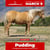 Annuncio cavallo
