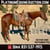 Horse ad